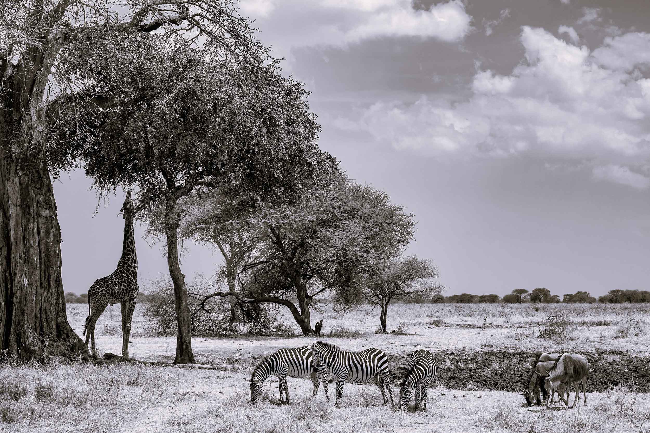 11Pole Pole Biocosmetics Origen África Kenia